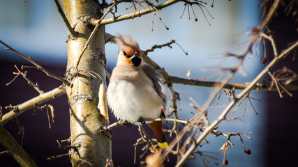 Birds of winter: colorful waxwing on a tree branch on a sunny winter day against blurred background