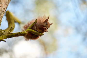 Рыжая белка на ветке дерева