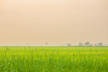 views of green rice with sea fog in the morning ,Chiang mai , Thailand