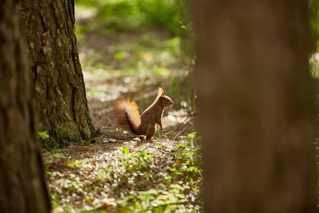 Рыжая белка на ветке дерева © vasilaleksandrov