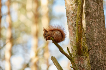 Рыжая белка на ветке дерева © vasilaleksandrov