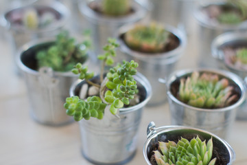 floral decoration, mini succulents and cactus in iron bucket 