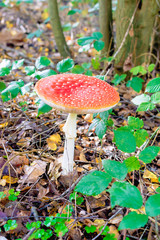 Toxic red mushroom growing in the forest under a tree. Autumn theme.