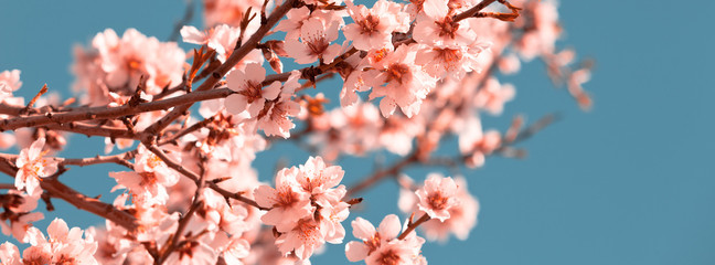 Pink Flowers Blooming Peach Tree at Spring