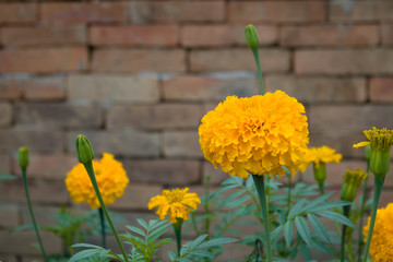 close-up beautiful marigold flowers in the garden and walls made of brick  background