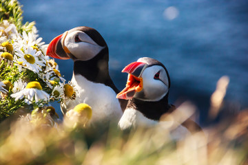 Icelandic Puffin bird couple standing in the flower bushes on the rocky cliff on a sunny day at Latrabjarg, Iceland, Europe.