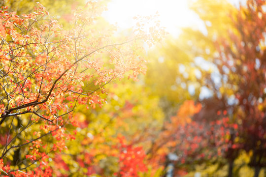 Sunny autumn day in the park, colorful tree leaves