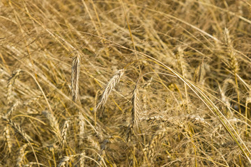 Field of rye with ears close-up background, selective focus, shallow DOF