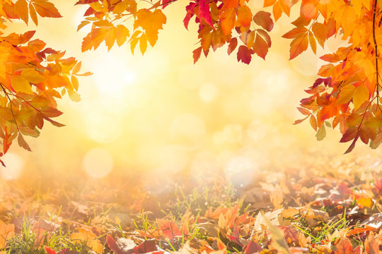 Sunny autumn day with fallen colorful leaves background