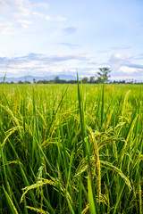 farm rice gold in north Thailand