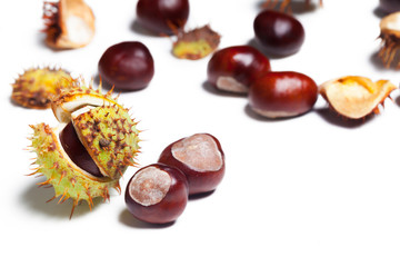 chestnut on a white background