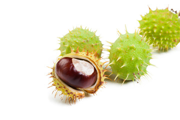 chestnut on a white background