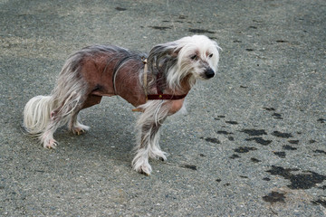 Dog breed Chinese crested closeup on the background of the tarmac,