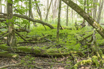 sunny wetland scenery
