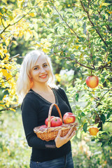 Pretty blonde girl collects a crop of apples in a basket