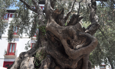 Olive tree in Palma De Mallorca © Silvia Crisman