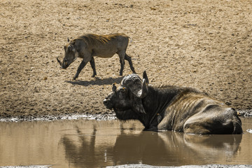 African buffalo and common warthog in Kruger National park, South Africa