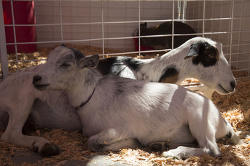 Naklejka na ściany i meble 2 Black and White Goats Laying on Ground, in Sawdust, Wire Fence Background, Petting Zoo