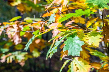 Some still green oak leaves