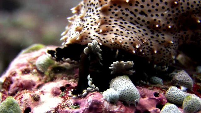 Sea cucumber underwater on background of amazing seabed in Maldives. Unique video footage. Abyssal relax diving. Natural aquarium of ocean. Beautiful animals.