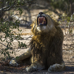 African lion in Kruger National park, South Africa