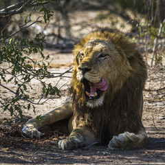 African lion in Kruger National park, South Africa