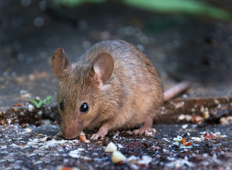 Mouse feeding on scone in house garden.