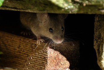 Mouse feeding on scone in house garden.