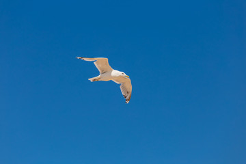 beautiful white seagull fly on a blue sky background