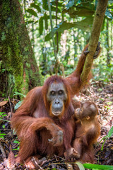 Orangutan baby sucks its mother's breast milk. Mother and cub in a natural habitat. Bornean orangutan (Pongo  pygmaeus wurmbii) in the wild nature. Rainforest of Island Borneo. Indonesia. © Uryadnikov Sergey