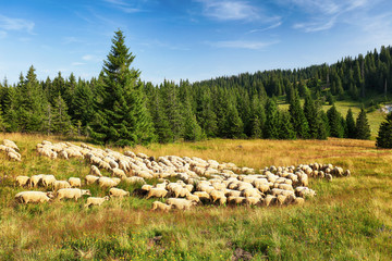 Sheeps in nature pasture mountain.