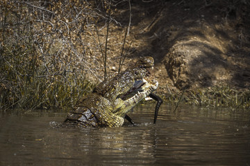 Nile crocodile in Kruger National park, South Africa