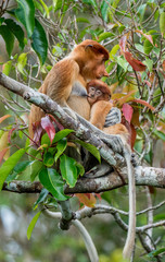 Proboscis monkey baby sucks its mother's breast milk. Female proboscis monkey with a cub on the tree in a natural habitat. Long-nosed monkey. Rainforest of Island Borneo. Indonesia