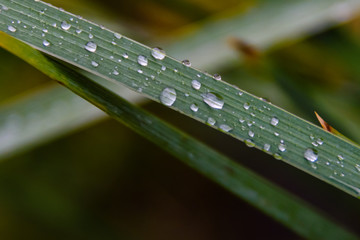 Water drops on a green leaf