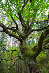 Vieux chêne recroquevillé de mousse verte en forêt.