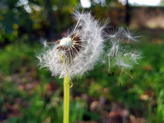 Samen eines Löwenzahn