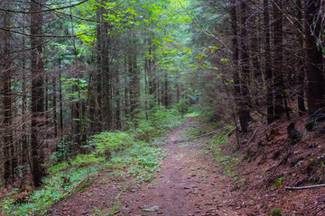 road through a wet pine forest