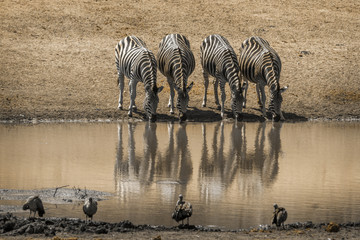 Fototapeta na wymiar Plains zebra in Kruger National park, South Africa