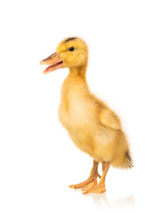 Cute little duckling