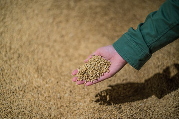 Girl playing with cereals stored 
