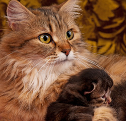 Lovely siberian cat