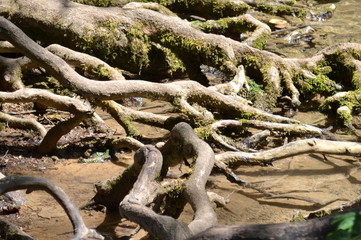 Mangrove, racines d'arbre, racines entremêlées, racines dans l'eau, Jura, France