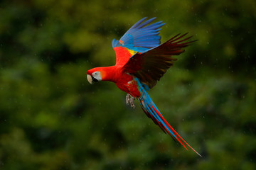 Parrot flight. Red parrot in rain. Macaw parrot fly in dark green vegetation. Scarlet Macaw, Ara macao, in tropical forest, Costa Rica. Wildlife scene from tropic nature. Red bird in the forest.