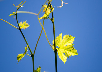 green branches of grapes against the blue sky