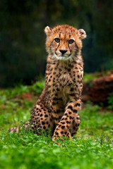 Fototapeta premium Cub of Cheetah. Cheetah, Acinonyx jubatus, detail portrait of wild cat, Fastest mammal on land, in grass, Namibia, Africa. Cute young wild cat in nature. Pup in the forest.