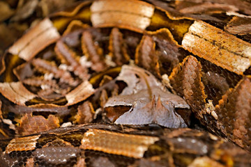 The Gaboon viper, Bitis gabonica, Congo, Africa. World's longest snakes, art view on nature. Python in nature habitat, India, Thailand. Snake from forest, hidden head. Wildlife scene. Art view.