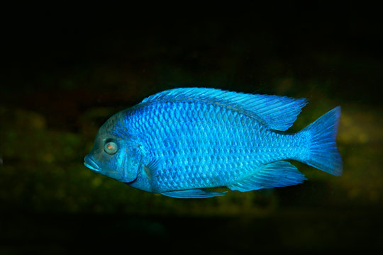 Copadichromis borleyi, cichlid fish endemic Lake Malawi in East Africa. Blue fish in the water. Fishkeeping hobby specie of fish. Dark water with animal