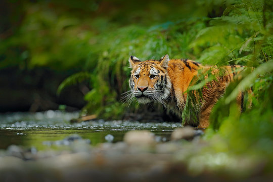 Fototapeta Amur tiger walking in river water. Danger animal, tajga, Russia. Animal in green forest stream. Grey stone, river droplet. Siberian tiger splash water. Tiger wildlife scene, wild cat, nature habitat.