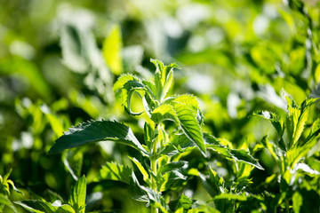 green mint leaves in the garden