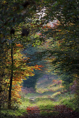 footpatth and undergrowth in Fontainebleau forest